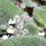 African Violet Leaves